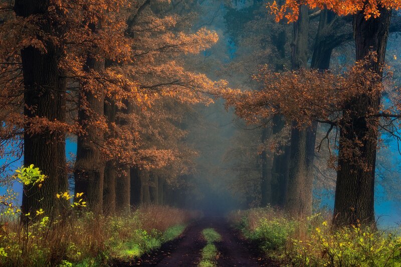 Dirt Path in Autumn Forest — Orange, Serene, Photograph, Trees, Fog