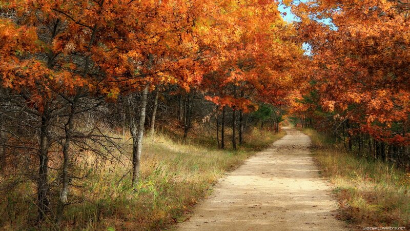 Dirt Path in Autumn Forest — Orange, Serene, Photograph, Trees, Leaves, Brown