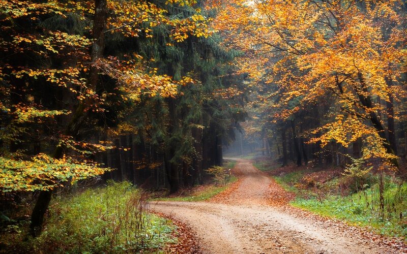 Dirt Path in Autumn Forest — Orange, Serene, Photograph, Trees, Leaves, Fog