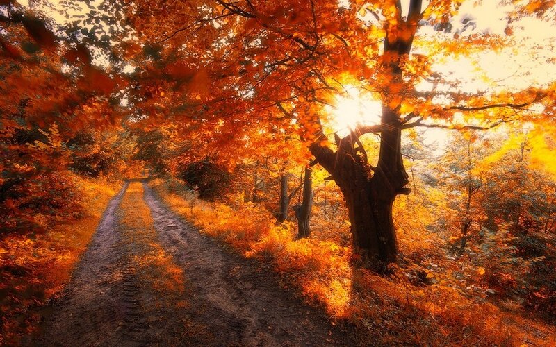 Dirt Path in Autumn Forest — Orange, Serene, Photograph, Trees, Sunlight