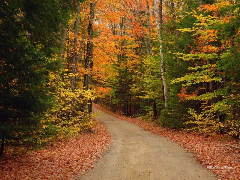 Dirt Path in Autumn Forest