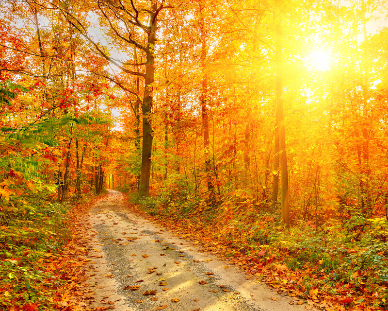 Dirt Path in Autumn Forest — Yellow, Serene, Photograph