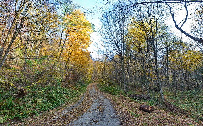 Dirt Path in Autumn Forest — Yellow, Serene, Photograph, Trees, Fallen Leaves