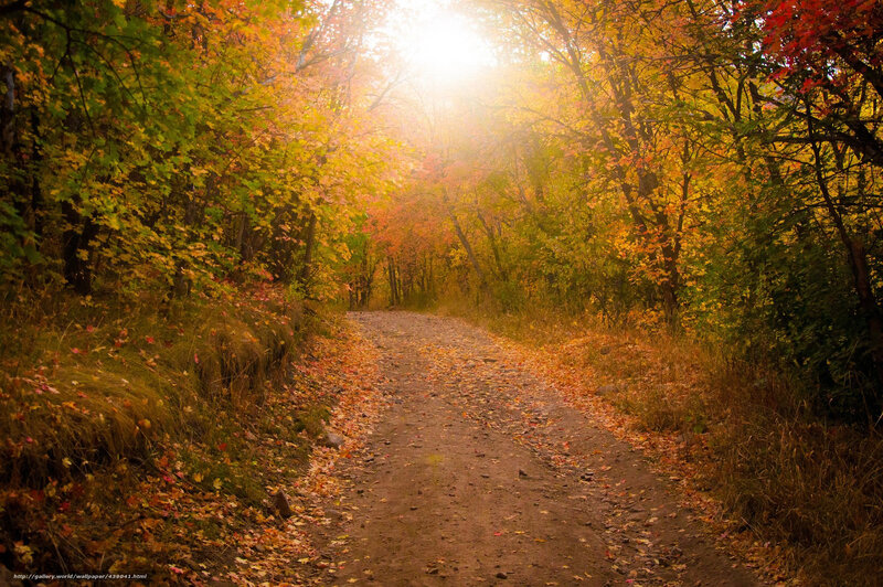 Dirt Path in Autumn Forest — Yellow, Serene, Photograph, Trees, Leaves, Sunlight