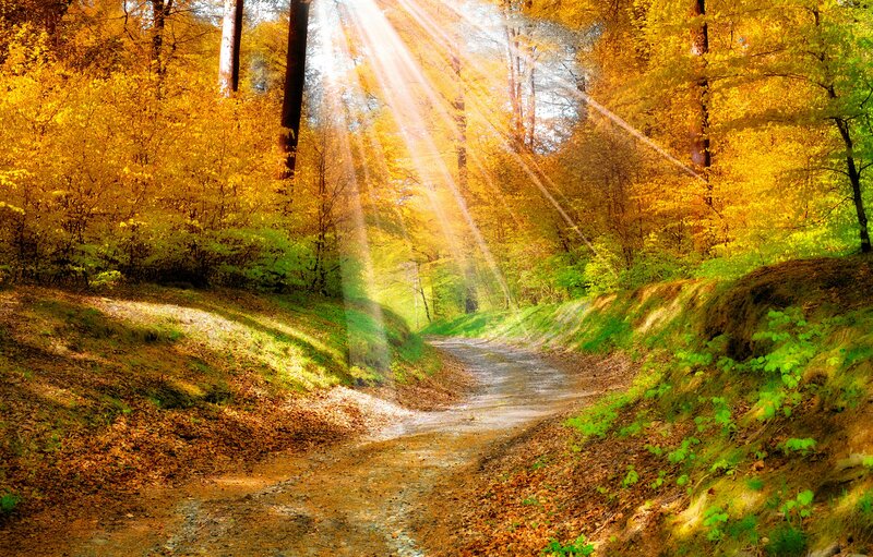 Dirt Path in Autumn Forest — Yellow, Serene, Photograph, Trees