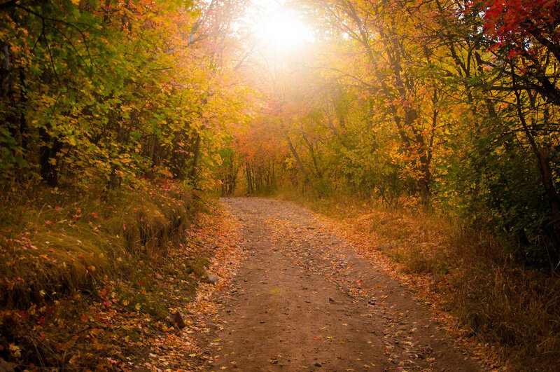 Dirt Path in Autumn Forest — Yellow, Serene
