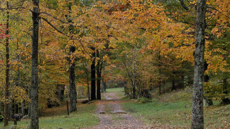 Dirt Path in Autumn Forest — Yellow
