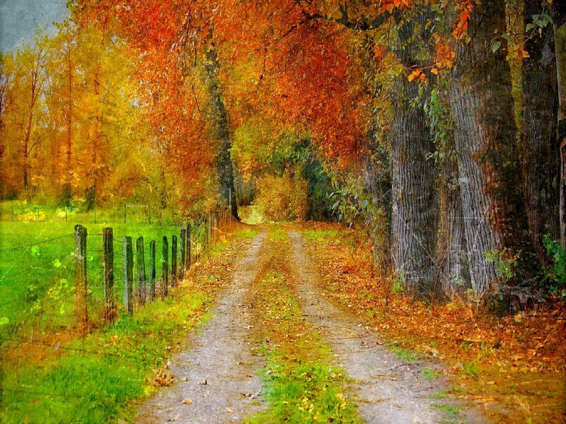 Dirt Path in Autumn — Orange