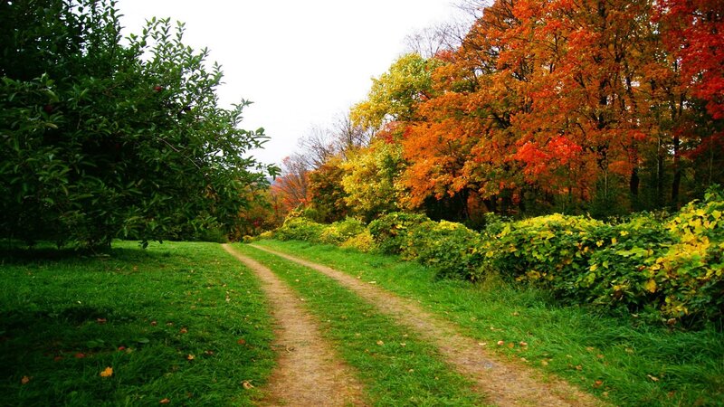 Dirt Path in Autumn