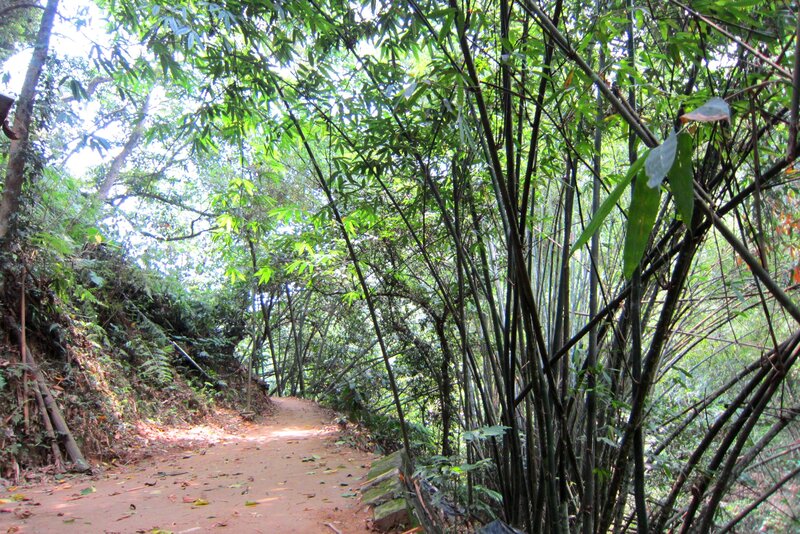 Dirt Path in Bamboo Forest — Green