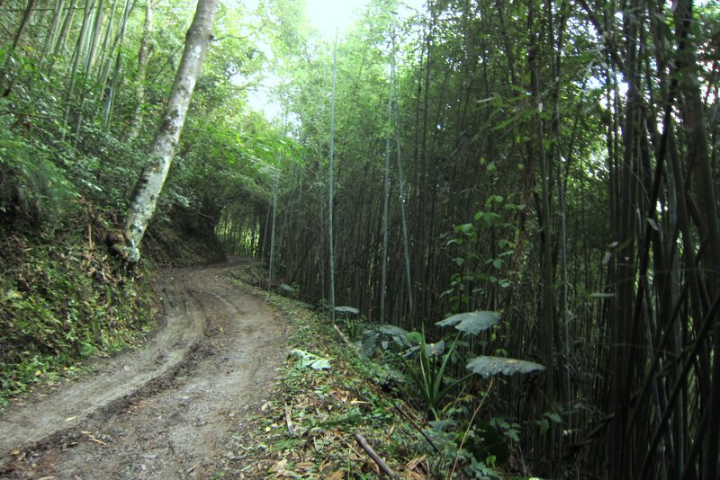 Dirt Path in Bamboo Forest