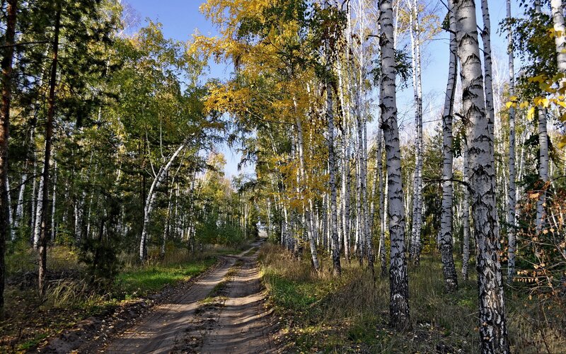 Dirt Path in Birch Forest — Green, Serene, Autumn, Photograph
