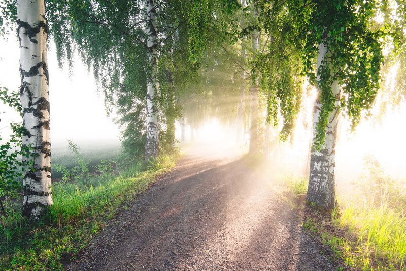 Dirt Path in Birch Forest — Green, Serene, Morning, Photograph, Birch Trees