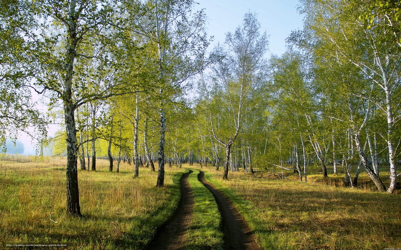 Dirt Path in Birch Forest — Green, Serene, Morning