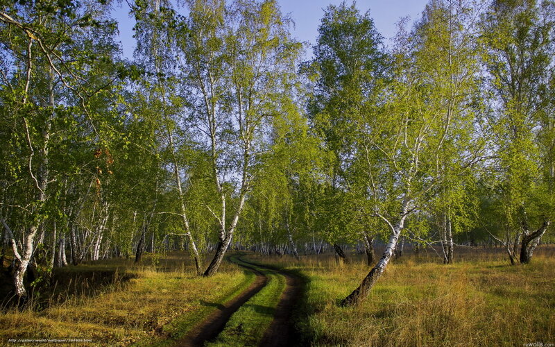 Dirt Path in Birch Forest — Green, Serene