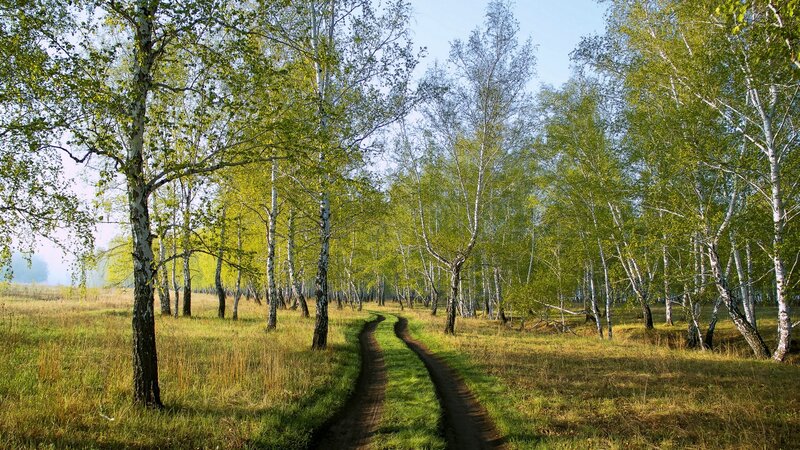Dirt Path in Birch Forest — Green