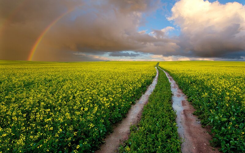 Dirt Path in Canola Field
