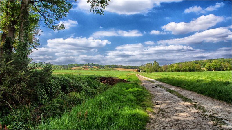 Dirt Path in Countryside — Green, Serene, Afternoon