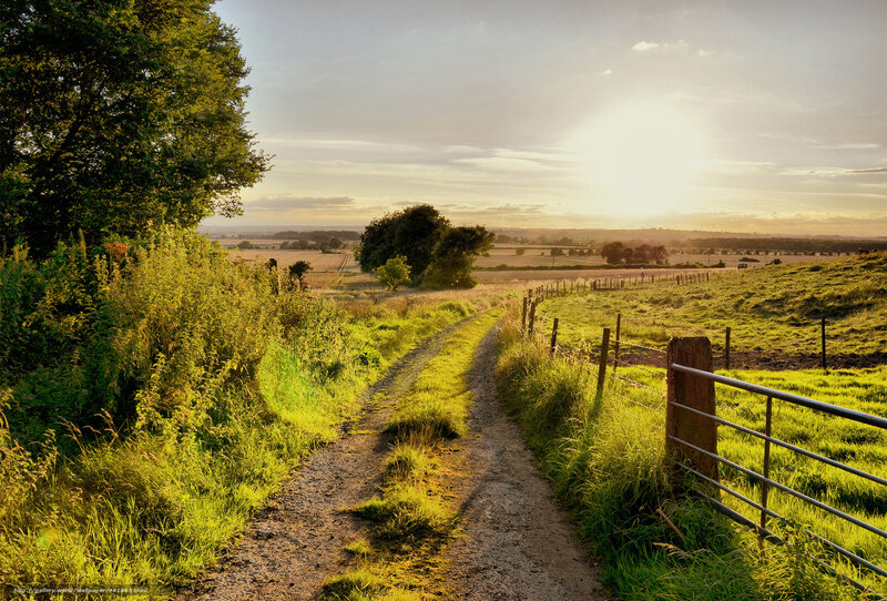 Dirt Path in Countryside — Green, Serene, Sunset