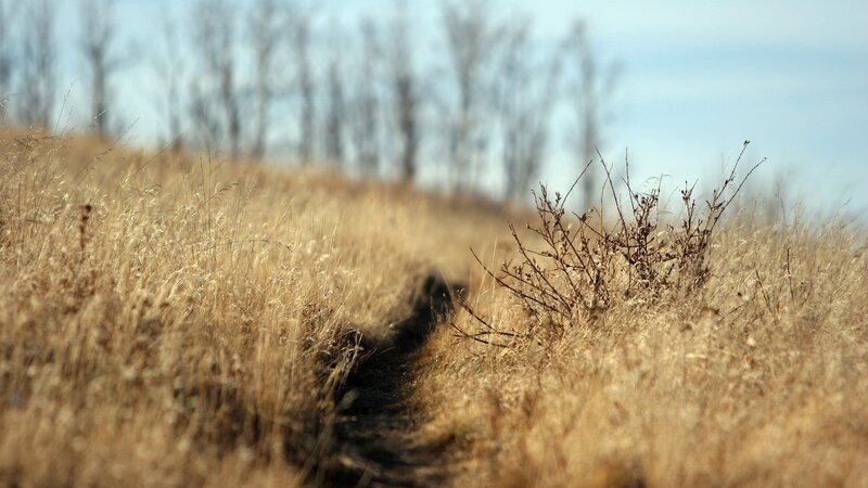 Dirt Path in Dry Grass