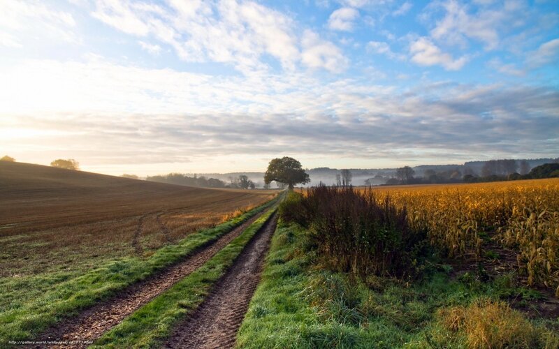Dirt Path in Field — Blue, Serene, Morning