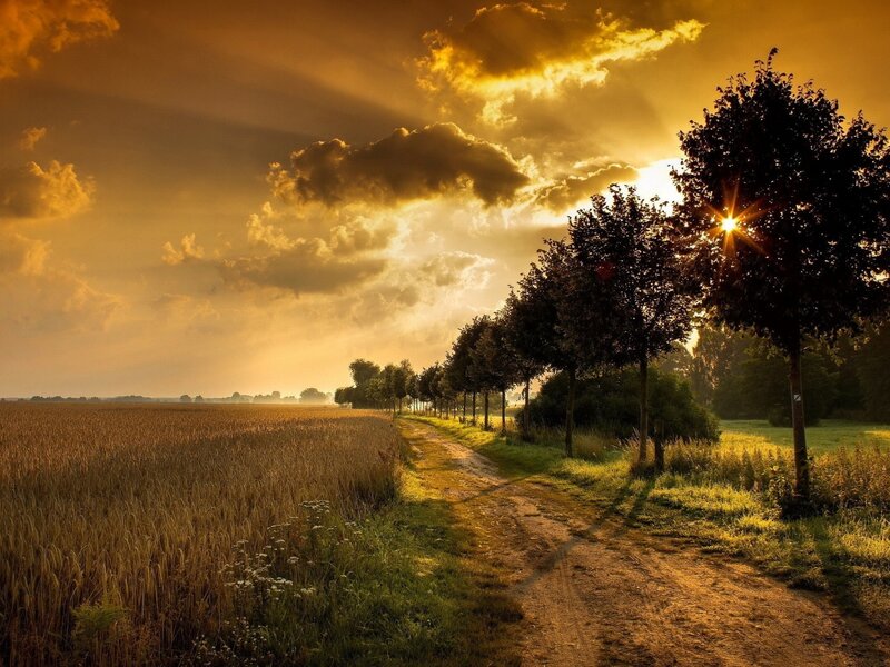 Dirt Path in Field — Gold, Serene, Sunset