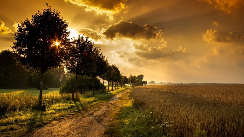 Dirt Path in Field — Gold, Serene