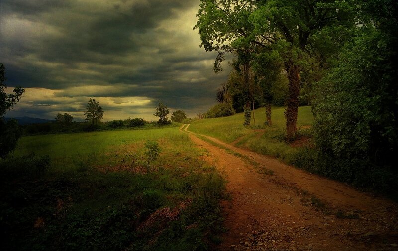 Dirt Path in Field — Green, Dramatic, Afternoon, Photograph, Trees