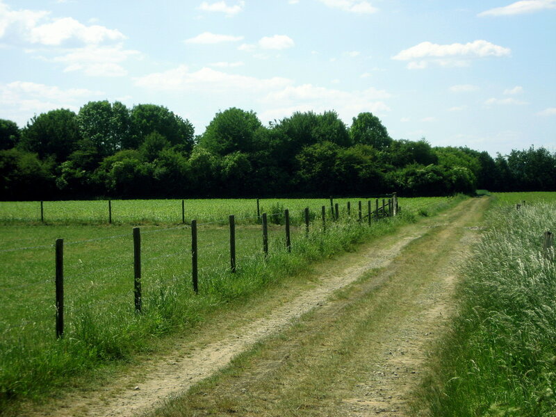 Dirt Path in Field — Green, Serene, Afternoon, Photograph, Fence
