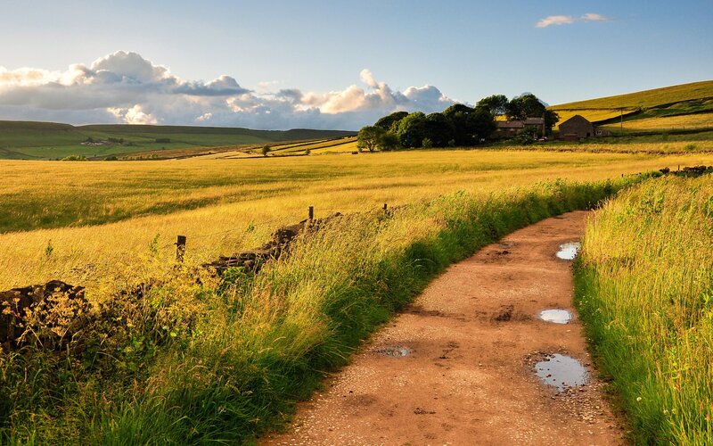 Dirt Path in Field — Green, Serene, Afternoon, Photograph, House, Trees