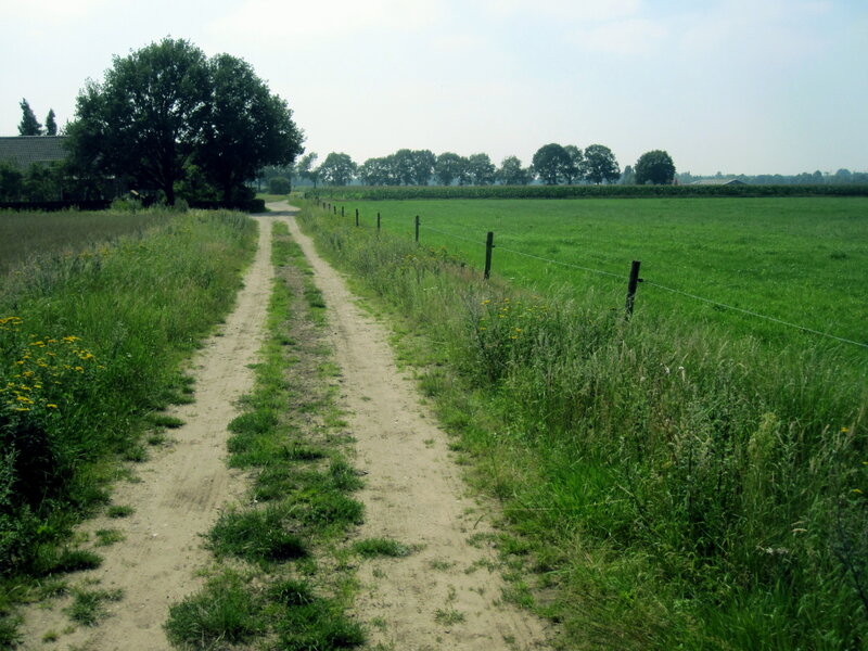 Dirt Path in Field — Green, Serene, Afternoon, Photograph, Tree
