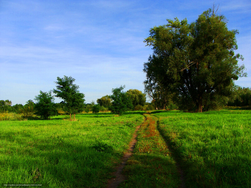 Dirt Path in Field — Green, Serene, Afternoon, Photograph, Trees, Grass, Sky