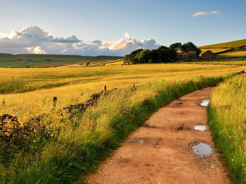 Dirt Path in Field — Green, Serene, Afternoon, Photograph, Trees, House