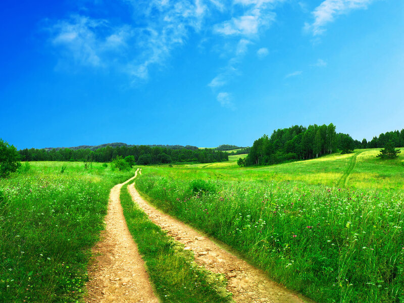 Dirt Path in Field — Green, Serene, Afternoon