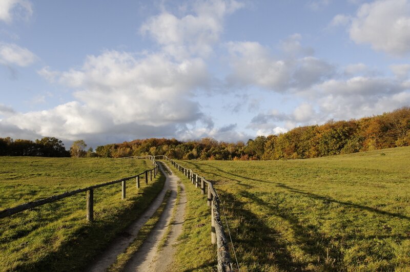 Dirt Path in Field — Green, Serene, Autumn, Photograph, Fence