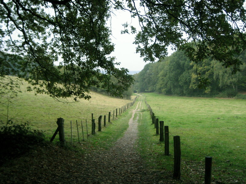 Dirt Path in Field — Green, Serene, Morning