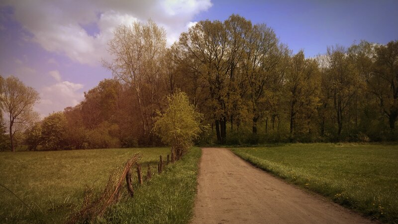 Dirt Path in Field — Green, Serene, Spring, Photograph
