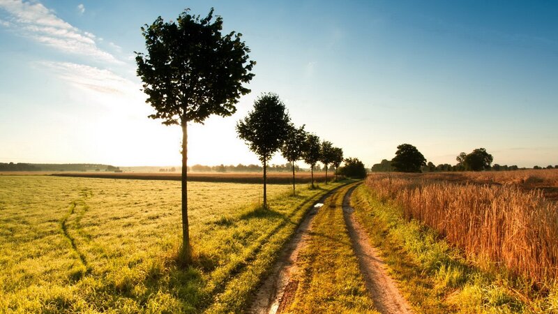 Dirt Path in Field — Green, Serene, Sunrise