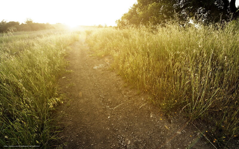 Dirt Path in Field — Green, Serene, Sunset, Photograph, Grass