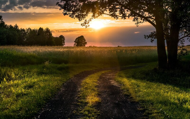 Dirt Path in Field — Green, Serene, Sunset, Photograph, Tree