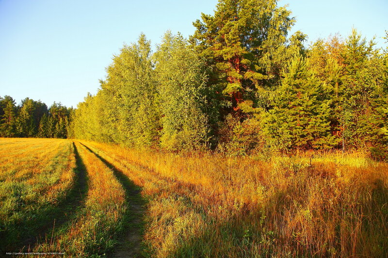 Dirt Path in Field — Green, Serene, Sunset, Photograph, Trees, Sky