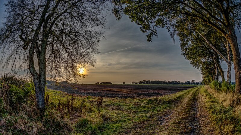 Dirt Path in Field — Green, Serene, Sunset, Photograph, Trees, Sun