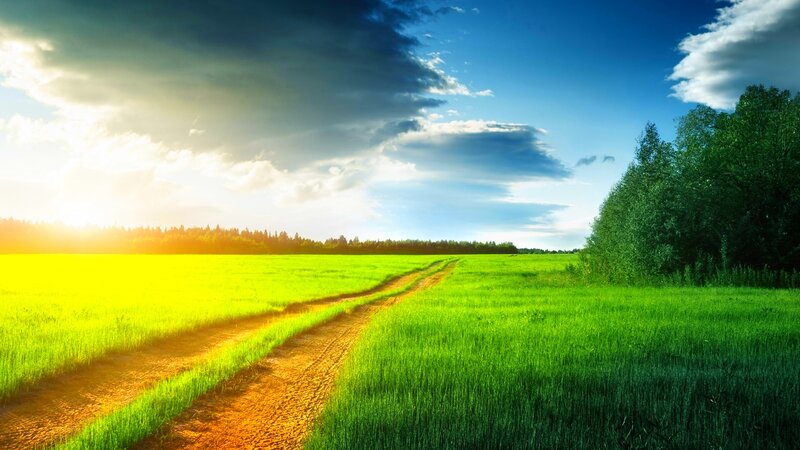 Dirt Path in Field — Green, Serene, Sunset, Photograph, Trees