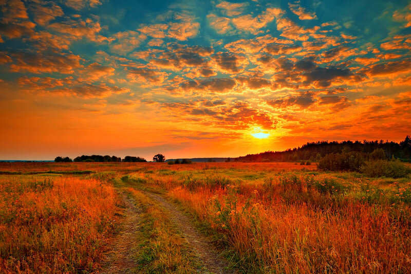 Dirt Path in Field — Orange, Dramatic, Sunset, Photograph, Trees