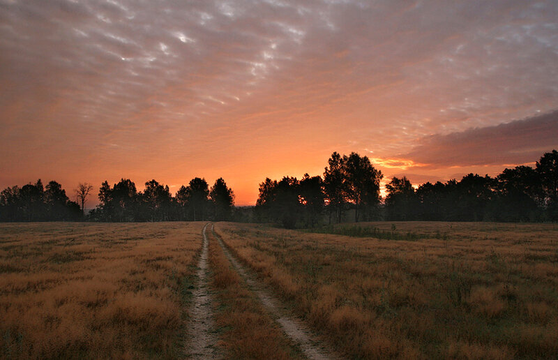 Dirt Path in Field — Orange, Serene
