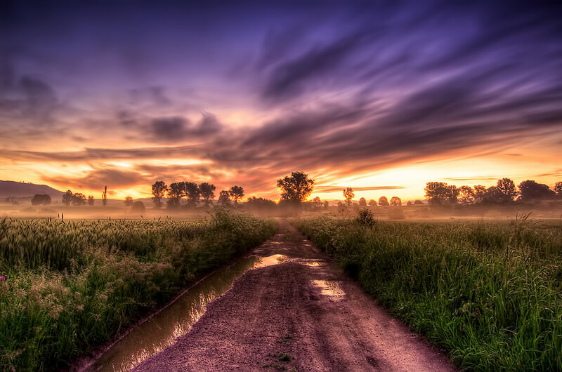 Dirt Path in Field — Purple, Serene