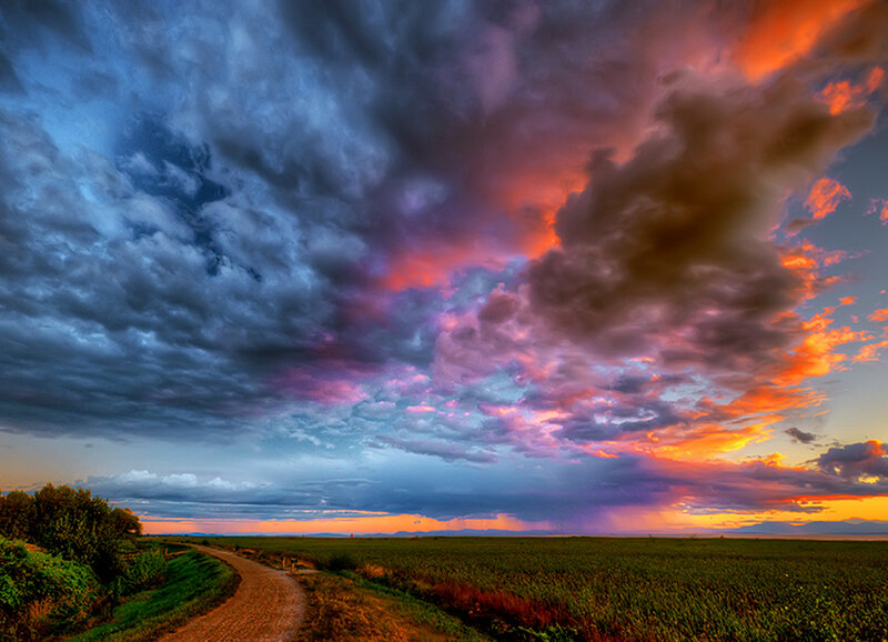 Dirt Path in Field — Purple
