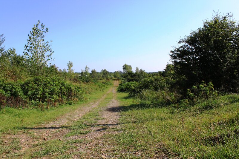 Dirt Path in Field