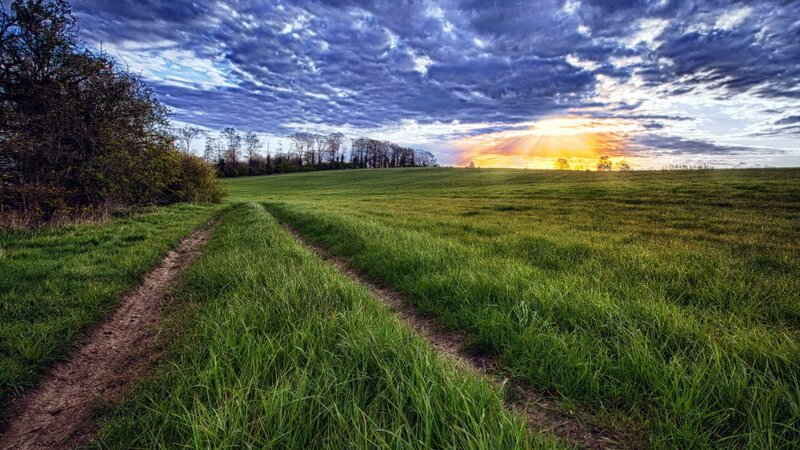 Dirt Path in Field — Trees