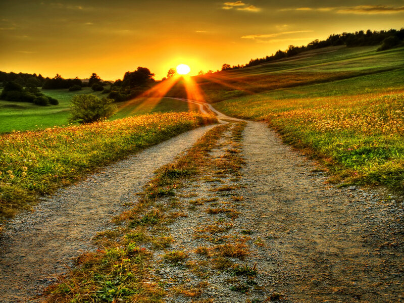 Dirt Path in Field — Yellow, Serene